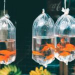 sri-lanka-4EK6zRzqpQs-unsplash